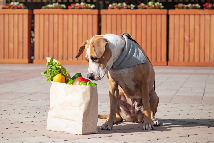 野菜の入った紙袋を覗く犬