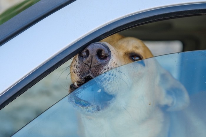 車の中から外に向かって吠える犬