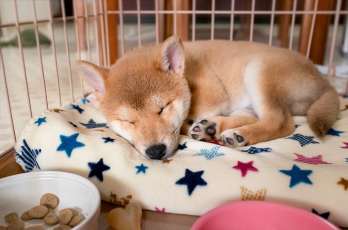 ケージで寝ている柴犬の子犬