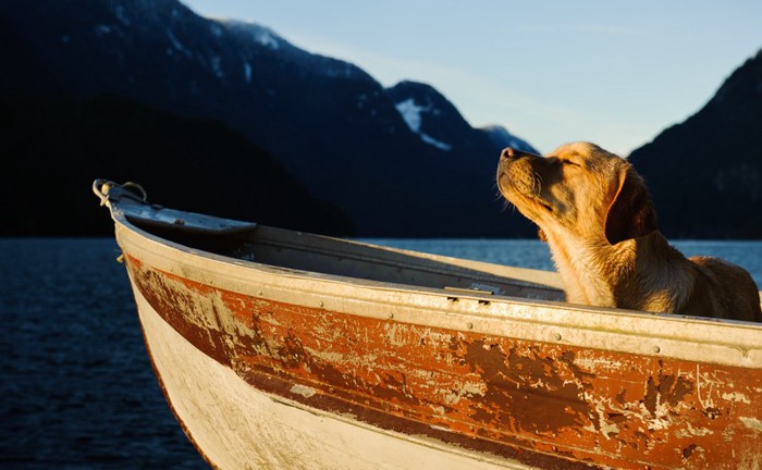 船に乗る犬