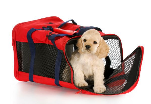 赤いペット用バッグと犬