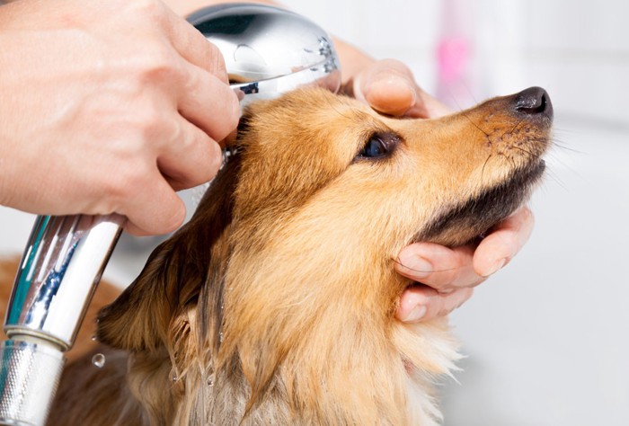 シャワーヘッドを体に密着させる犬