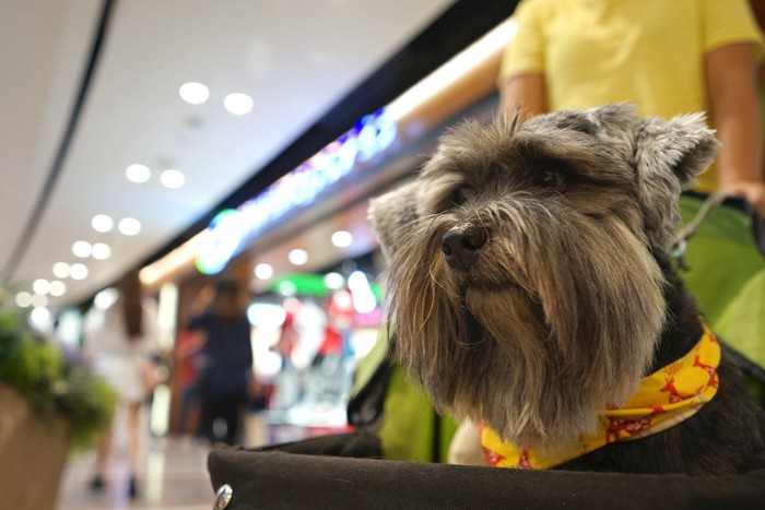 ショッピングモール内をカートで移動する犬
