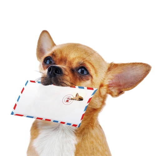 手紙と犬
