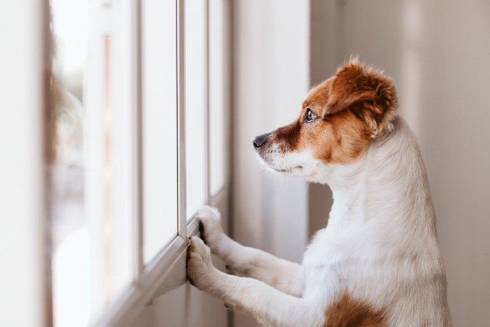 窓の外を見つめる犬