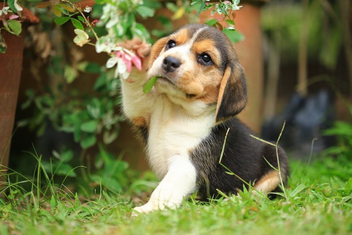 花にじゃれて遊ぶビーグルの子犬