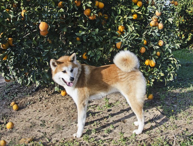 オレンジの木と秋田犬