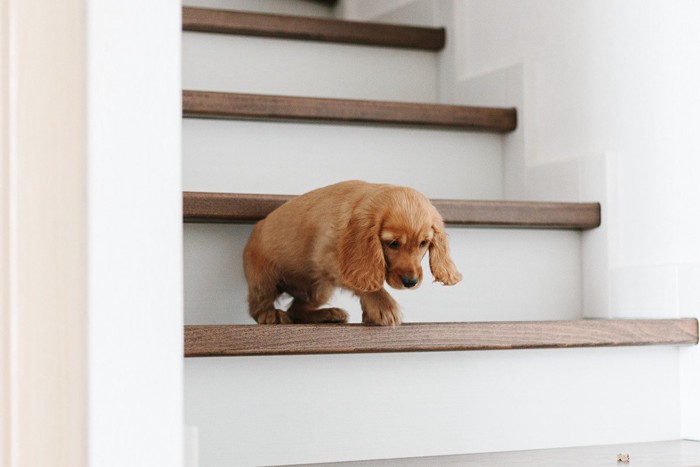 階段を降りようとしている子犬