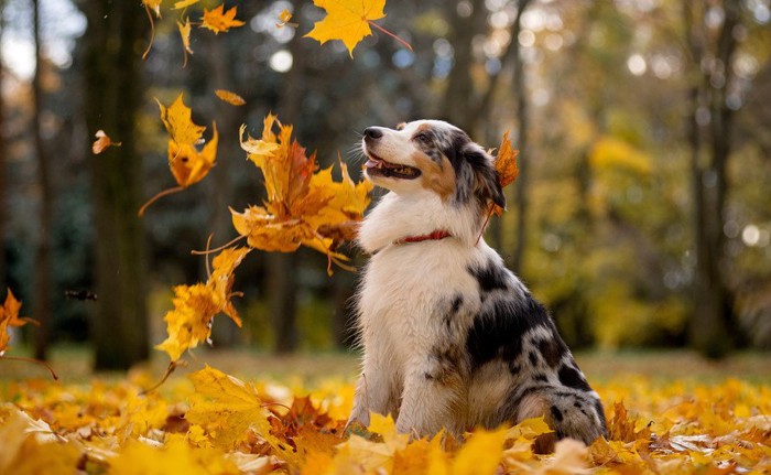 落ち葉を見上げる犬
