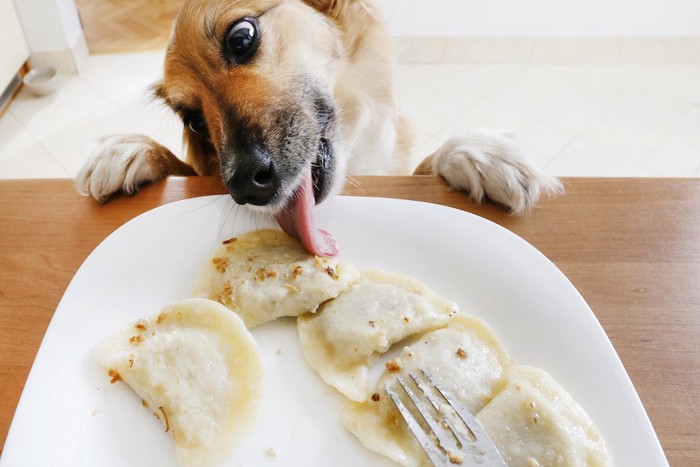 テーブルの上のお皿から盗み食いをする犬