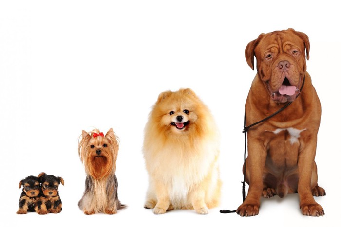 さまざまなサイズの犬4種