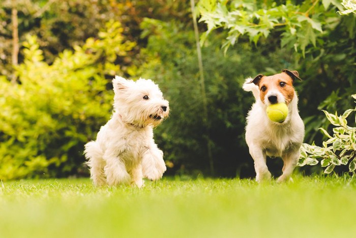 ボールをくわえた犬と横を向いて走る犬2匹