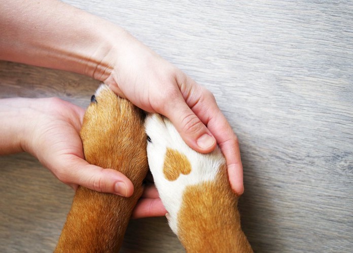 犬の前足を握る人の手