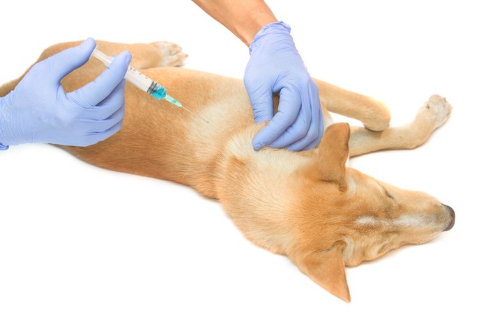 病院で注射を受ける犬