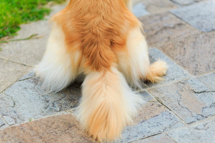 犬の尻尾