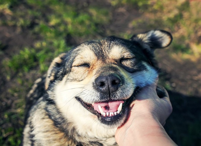 笑顔で撫でられている犬