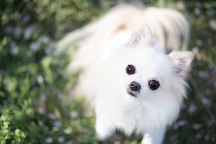 まん丸な瞳で見上げる白い犬