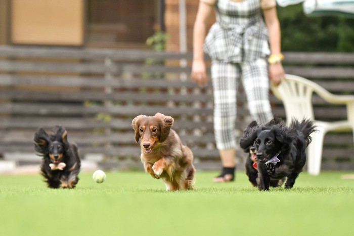 ボールを追う4匹の犬