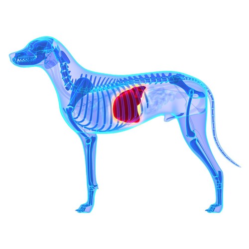犬の骨格と肝臓のイラスト