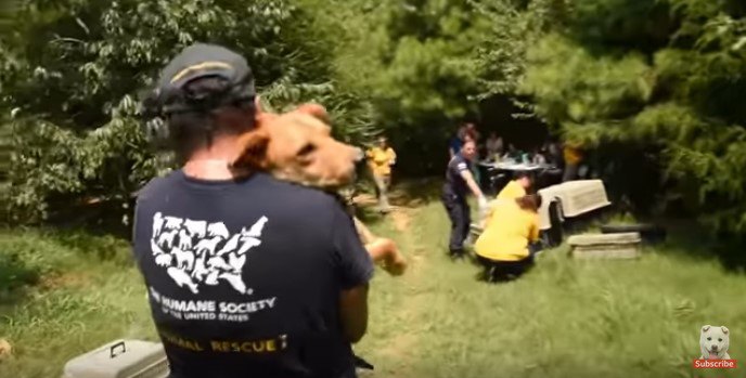 多頭飼育崩壊現場で犬の救助活動