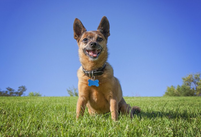 芝生と青空と笑顔の犬