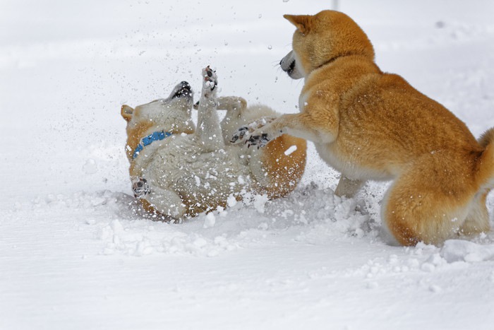 雪の上で遊ぶ2匹の柴犬