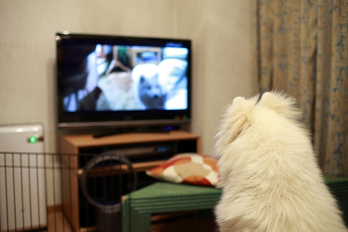テレビを観る犬