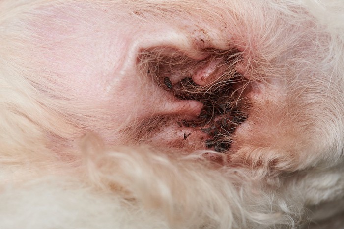 感染症に罹った犬の耳
