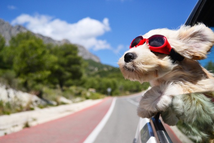 夏空をドライブする犬