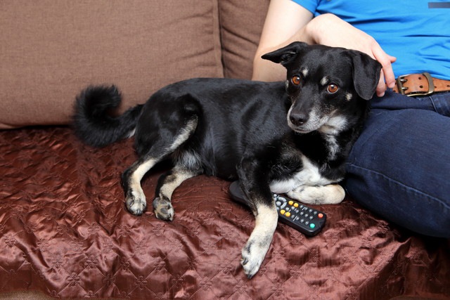 ソファでテレビを見ている犬