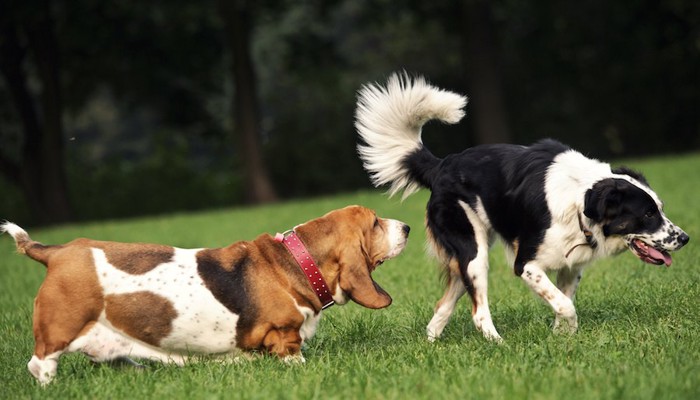 白黒の犬とお尻のニオイを嗅ぐ垂れ耳の茶色い犬