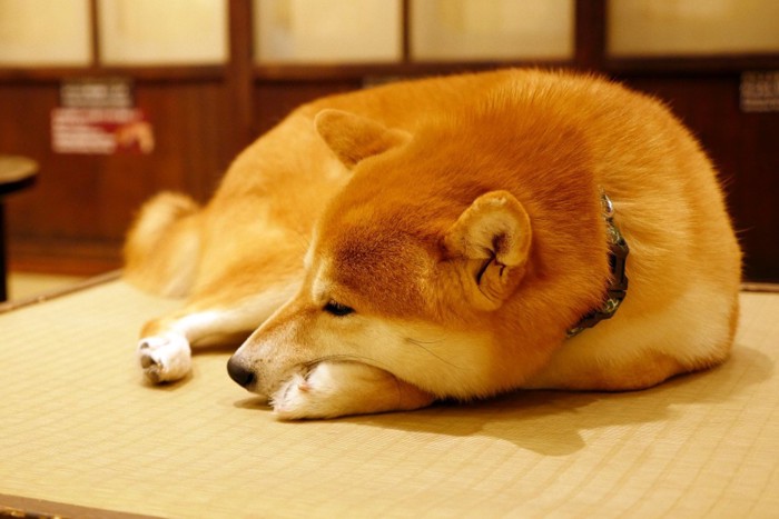 畳の上で休む柴犬
