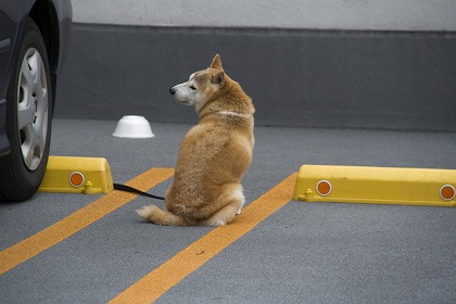 駐車場の犬