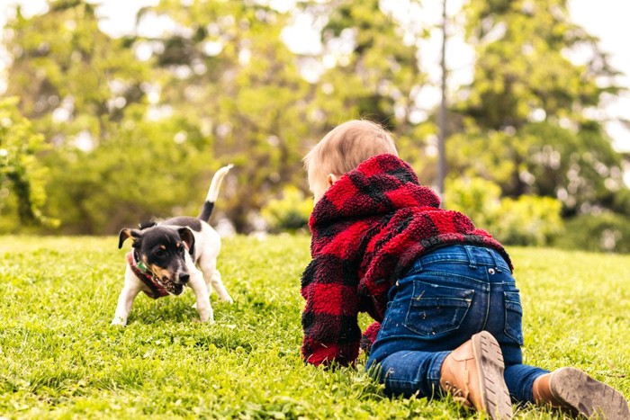 公園で遊ぶ子供の後ろ姿と犬