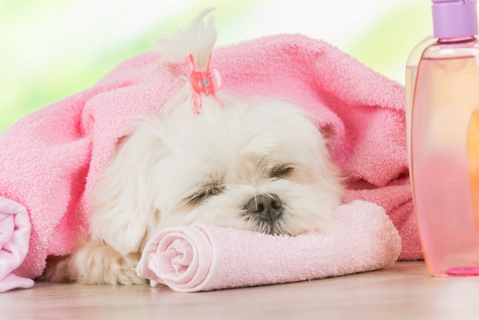 ピンクのタオルと眠る犬