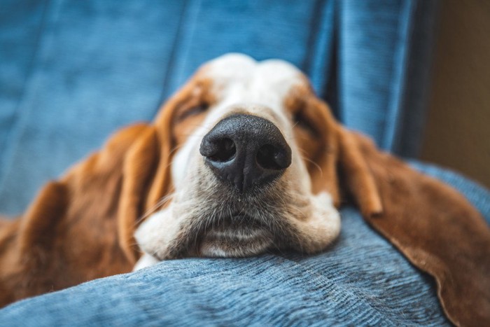 青いソファーで眠る犬
