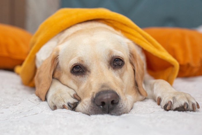 毛布を掛けられている犬