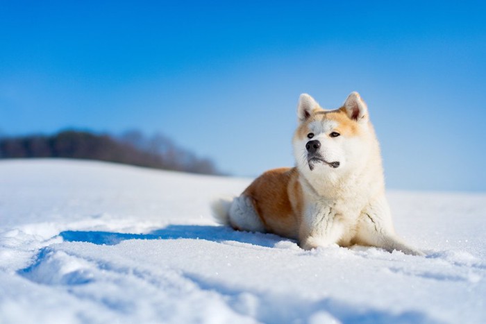 雪の中に伏せる秋田犬
