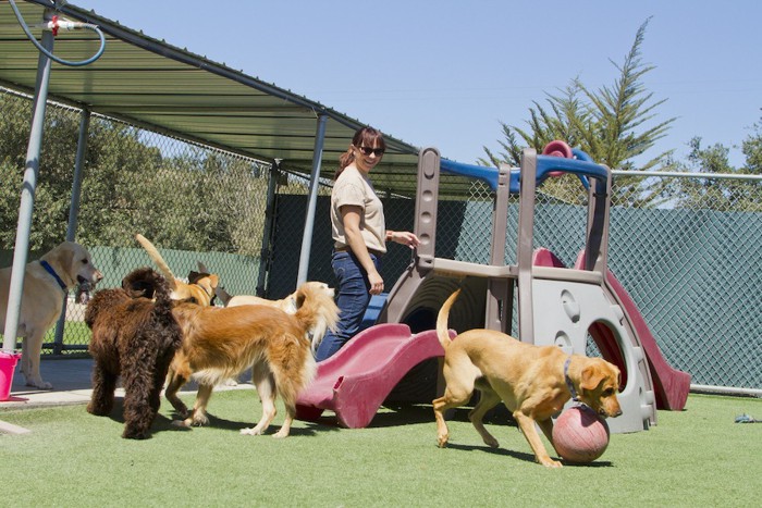 預かり施設で遊ぶ犬たち