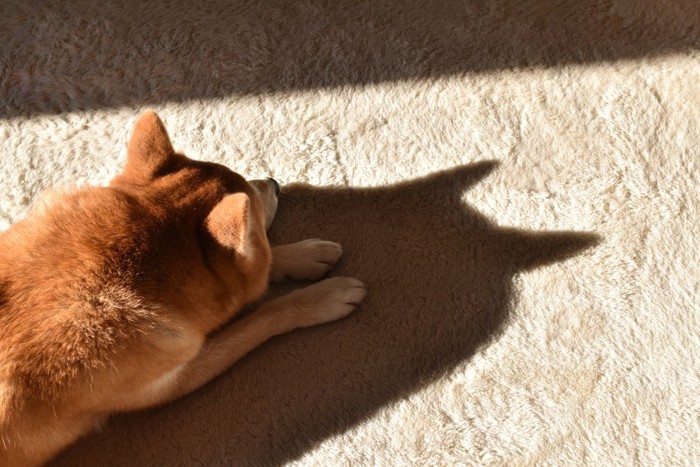 室内で日向ぼっこをする柴犬の影