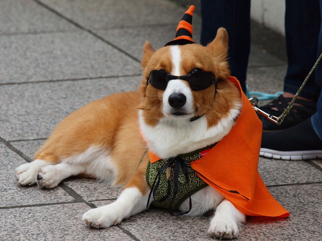 ハロウィン仮装の犬