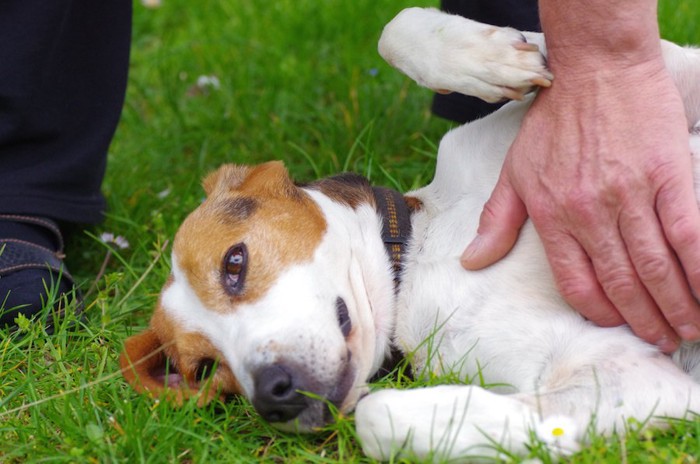 芝生の上でお腹を撫でられている犬
