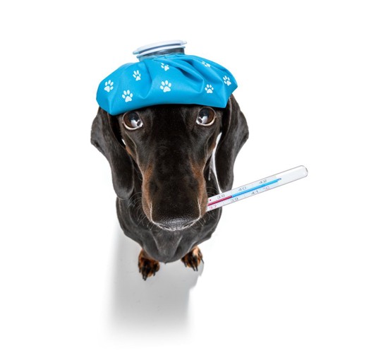 氷嚢を頭に乗せ体温計をくわえる風邪をひいた犬