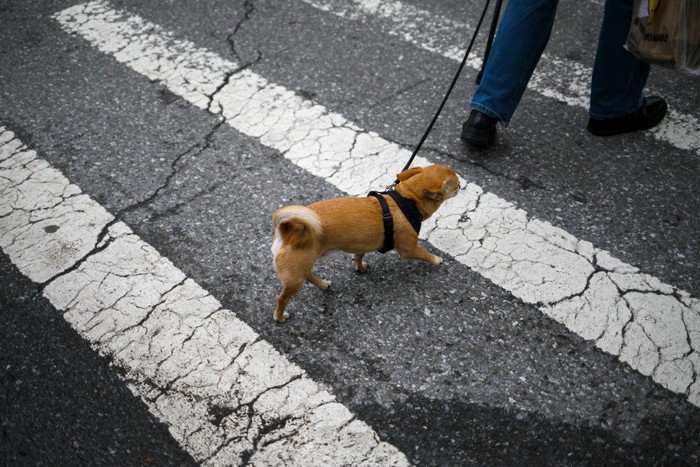 横断歩道を渡る小さな犬