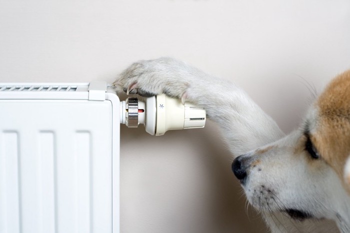 暖房器具に触る犬