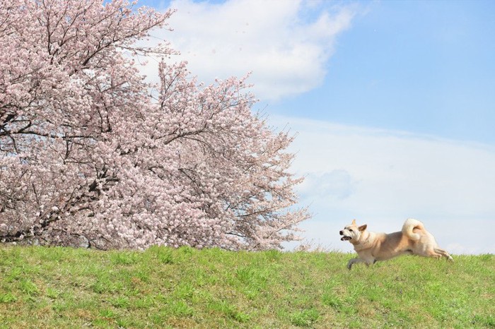 桜の中を走る柴犬