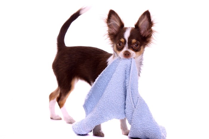 タオルを運ぶ犬