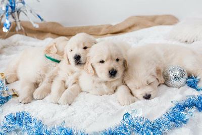 絨毯の上でくっついて眠る４匹のゴールデンレトリバーの幼犬