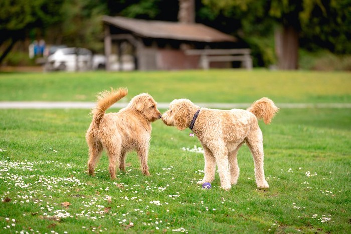 芝生の上で挨拶する2匹の犬