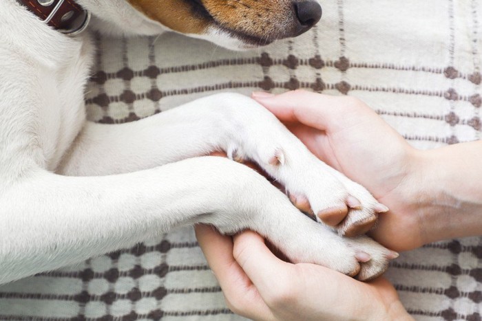 横たわる犬の手を握る女性